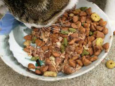 Picture for category CAT FOOD